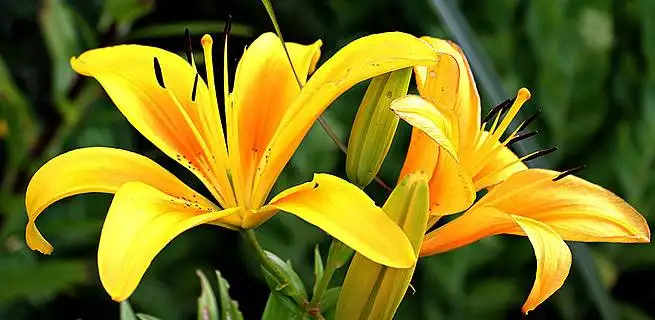 Lilie, královna exotických květin | KvětinyOnline