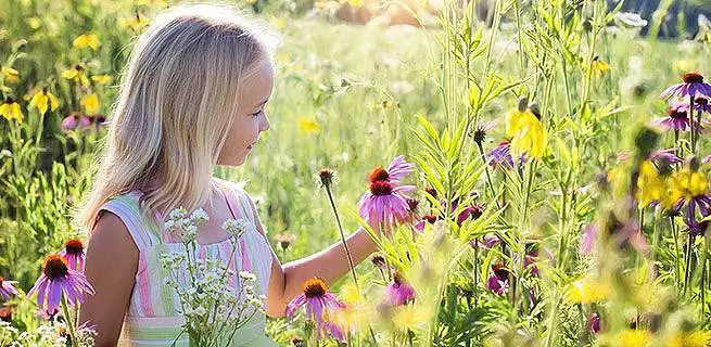 Jak usušit natrhané květiny? - KvětinyOnline