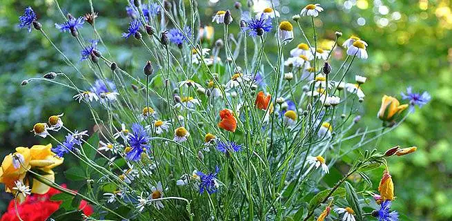 Z čeho si uvázat kytici lučního kvítí | KvětinyOnline