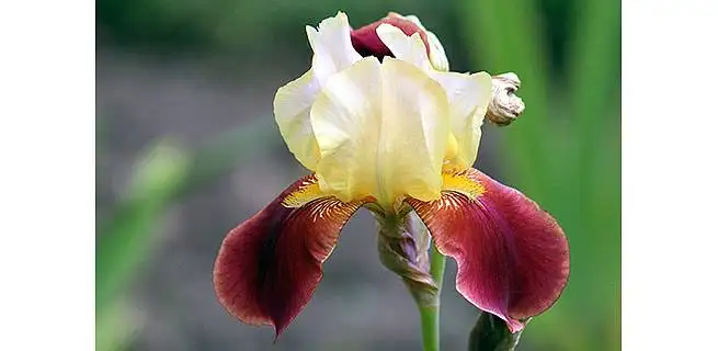 Babiččina zahrádka a její květiny | KvětinyOnline