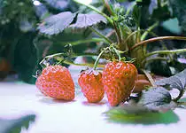 Víte, co je hydroponie?