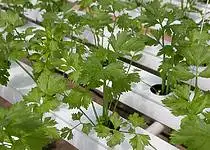 Víte, co je hydroponie?