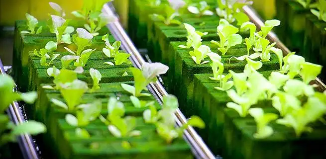 Co je hydroponie a jak funguje? | KvětinyOnline