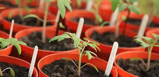 Vypěstujte si vlastní květiny a zeleninu | KvětinyOnline