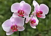 Chcete, aby vám orchidej dlouho a bohatě kvetla?