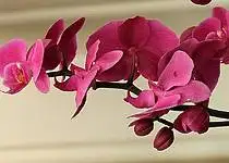 Chcete, aby vám orchidej dlouho a bohatě kvetla?