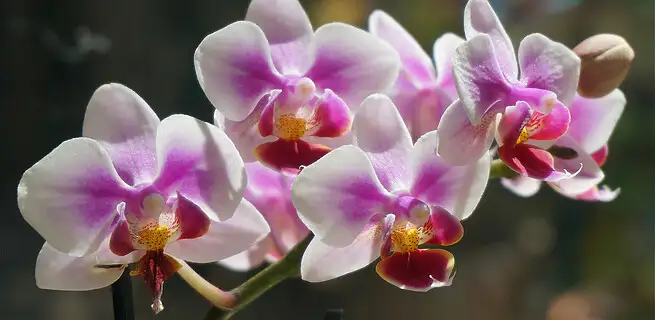 Jaké jsou nejznámější pokojové orchideje? | KvětinyOnline