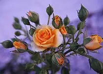 Mini růže můžete pěstovat na terase i v bytě