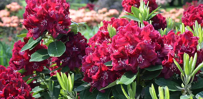 Jak se postarat o azalky a rododendrony | KvětinyOnline