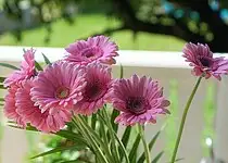 Chcete, aby vám gerbery dlouho vydržely svěží?