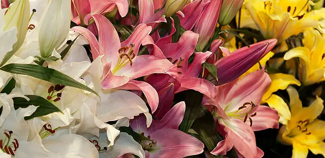 Aby lilie byly co nejdéle krásné | KvětinyOnline