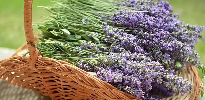 Přivolejte léto díky pestrým dekoracím - KvětinyOnline