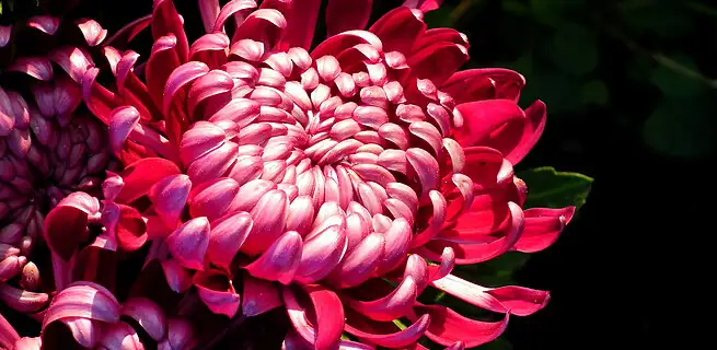 Péče o řezané chryzantémy | KvětinyOnline