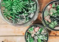 Vyrobte si svoje vlastní originální rostlinné terárium