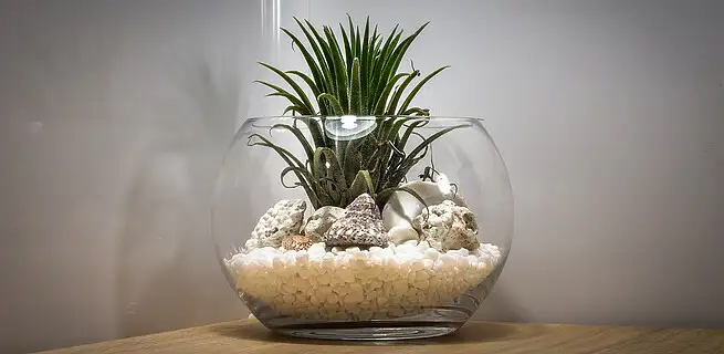 Vytvořte si rostlinné terárium | KvětinyOnline