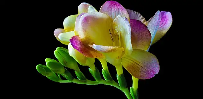 Věnujte se fréziím, odmění se vám | KvětinyOnline