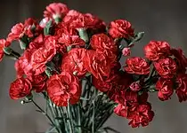 Jak na karafiáty aby byly ve váze dlouho svěží?