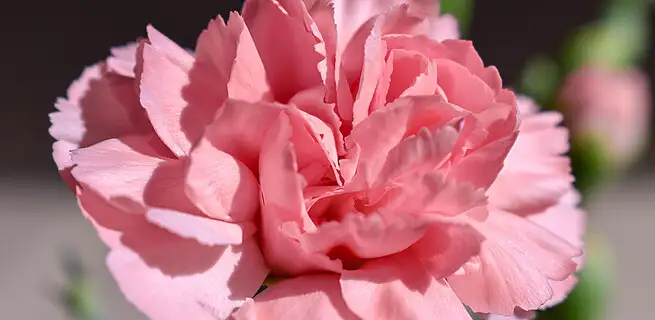 Věnujte karafiátům péči, odmění se vám | KvětinyOnline