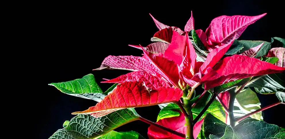 S vánoční hvězdou po celý rok | KvětinyOnline