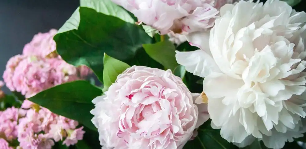 Pivoňky si vás podmaní | KvětinyOnline