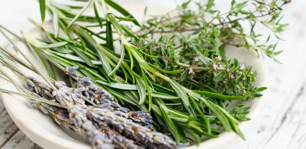 Jaké bylinky vám doma nesmí chybět? | KvětinyOnline