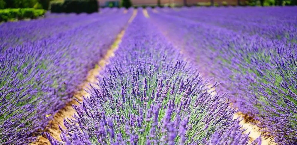 Levandule na záhrádce | KvětinyOnline