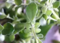 Podzim je tady, pořiďte si rýmovník