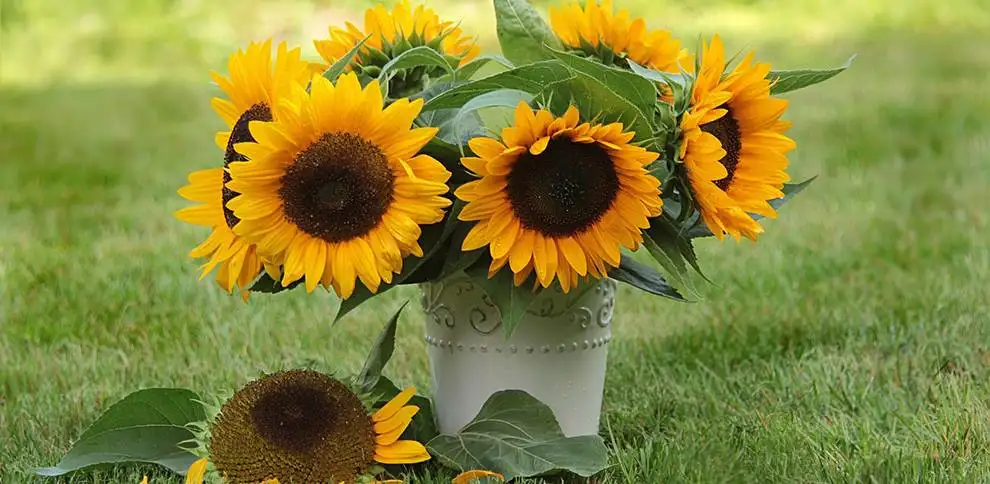 Vše, co vás zajímá o květinách | KvětinyOnline