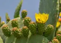 Sukulenty jen tak nezničíte