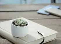 Sukulenty jen tak nezničíte