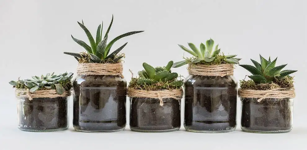 Sukulenty jen tak nezničíte | KvětinyOnline