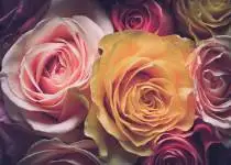 Ženu potěší čerstvé i mýdlové květiny