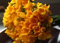 Freesias - beautiful flowers with a rich history and versatile use