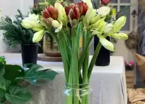 A magical and exotic flower, the amaryllis