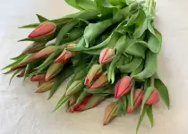 Flowers According to Zodiac Signs