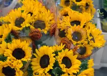 Flowers According to Zodiac Signs