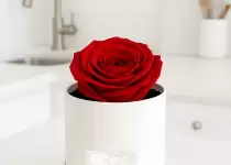 World of roses: The queen of flowers in all her forms